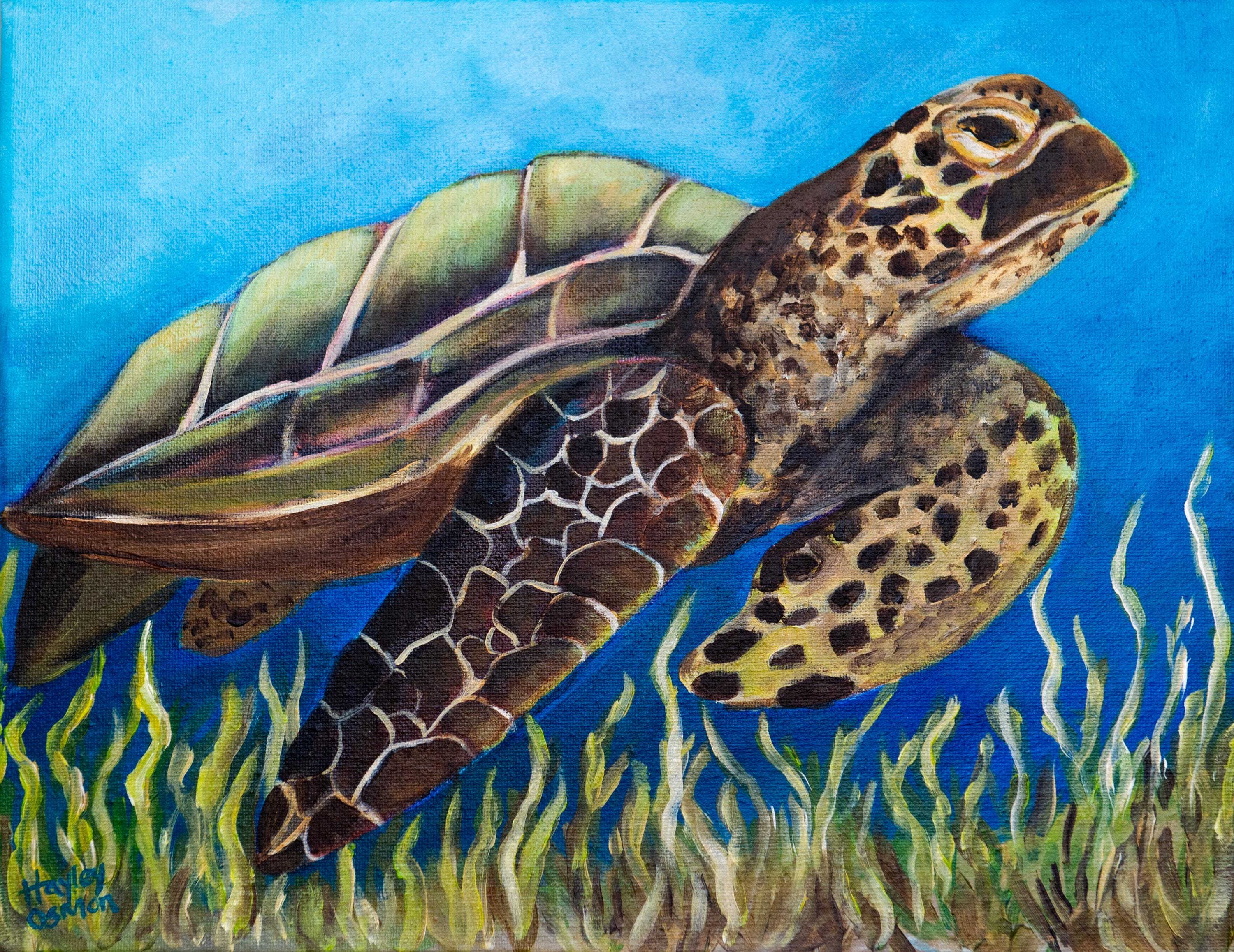 Sea Turtle Print