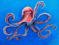 Alpha Octopus Print