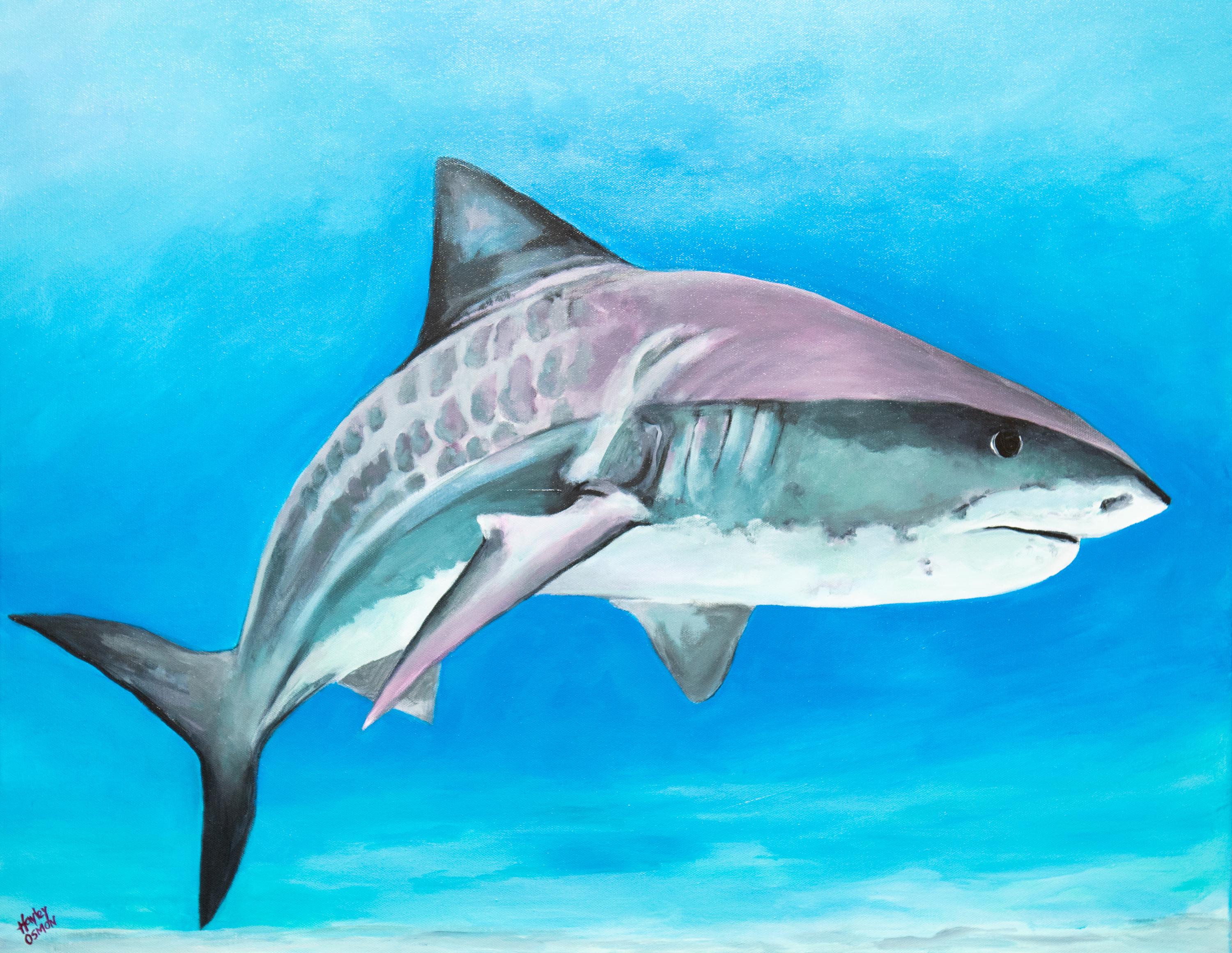 The Tiger Shark Print